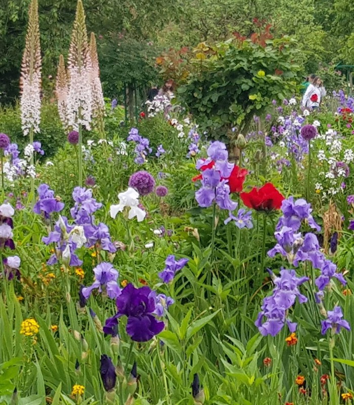 Giverny Half-Day Private Tour – Monet’s Gardens from Paris