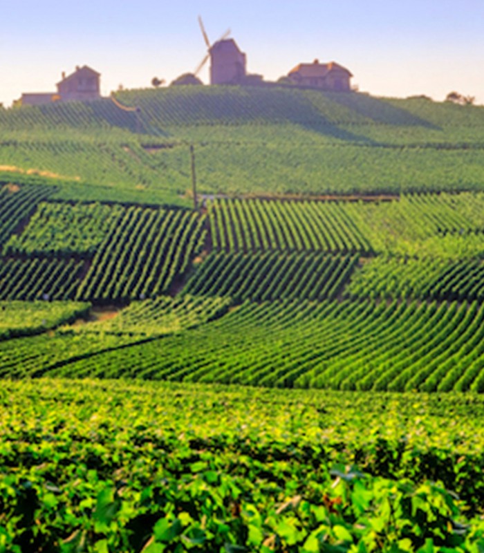 Champagne Day Trip from Paris