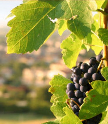 Private Champagne tour from Paris- Pinot Noir grape