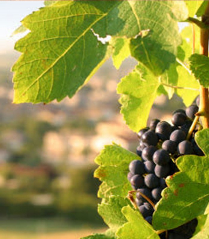 Private Champagne tour from Paris- Pinot Noir grape