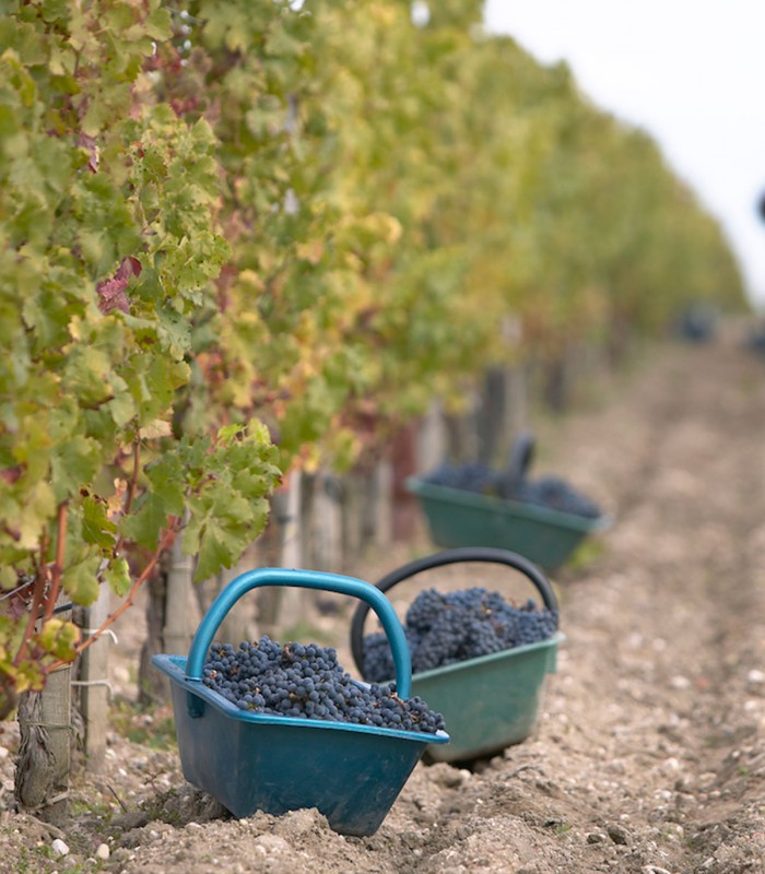 Private day trips to Champagne : see the harvesting in August/September