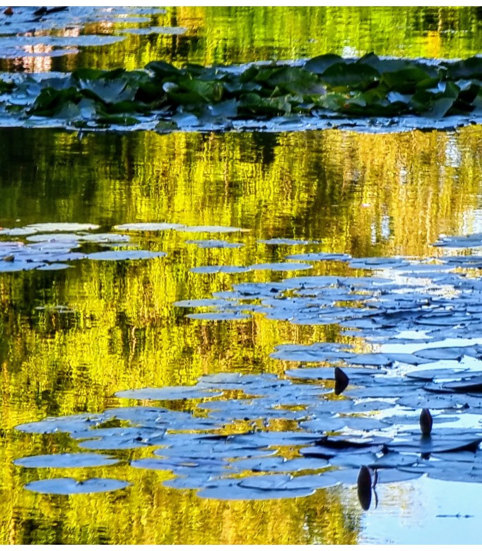 Giverny Auvers sur Oise Private Day Tour