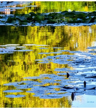 Focus on Monet’s water lilies in Giverny during the evening on a private tour
