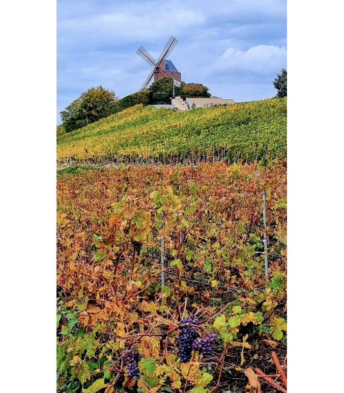 Private Champagne Tour 