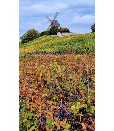 Private Champagne Tour 